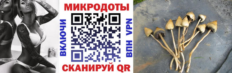 купить   Щигры  Галлюциногенные грибы Cubensis 